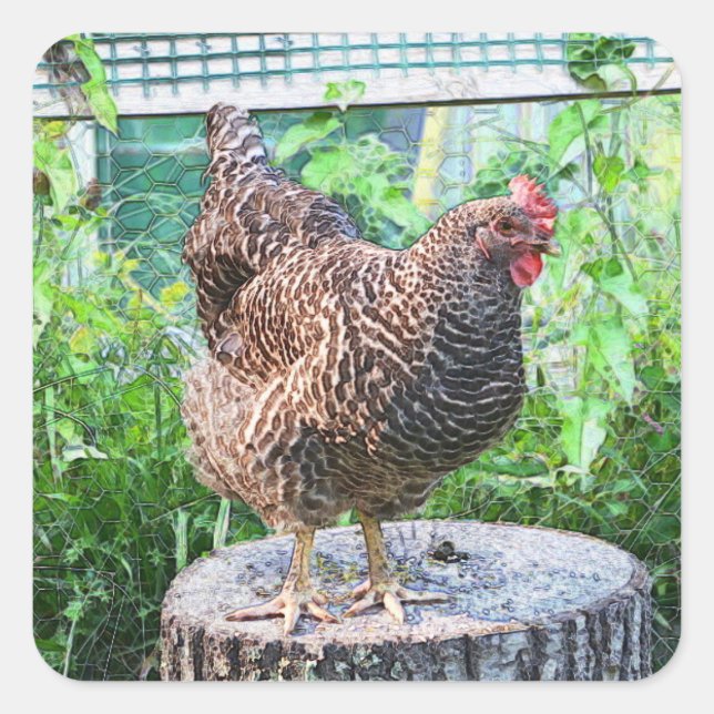 Country Chicken Stickers (Front)