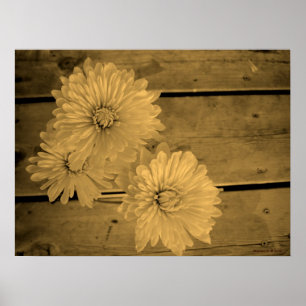 Country Daisies Poster