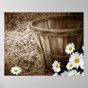 Country Daisies Poster