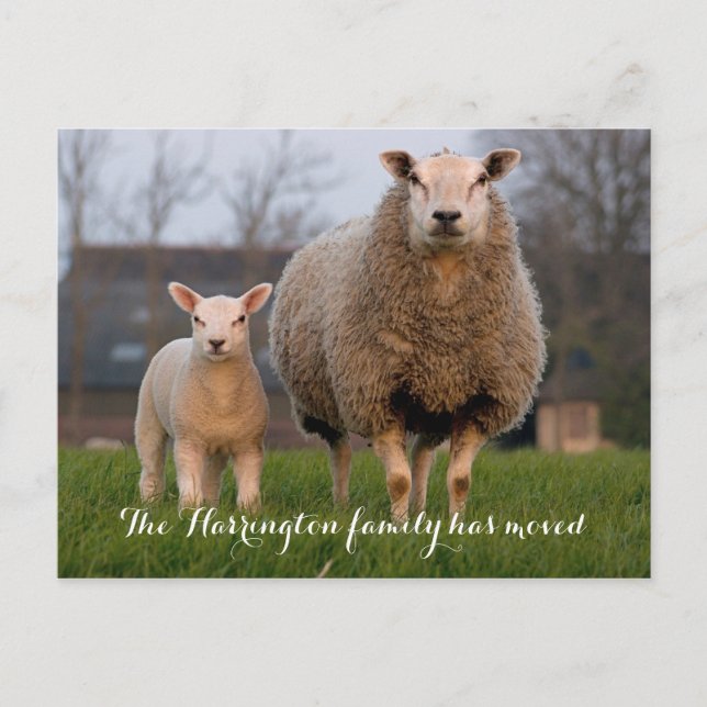 Country Farm Sheep Moving Announcement (Front)