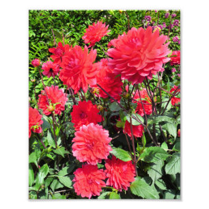 COUNTRY GARDEN FLOWERS PHOTO PRINT