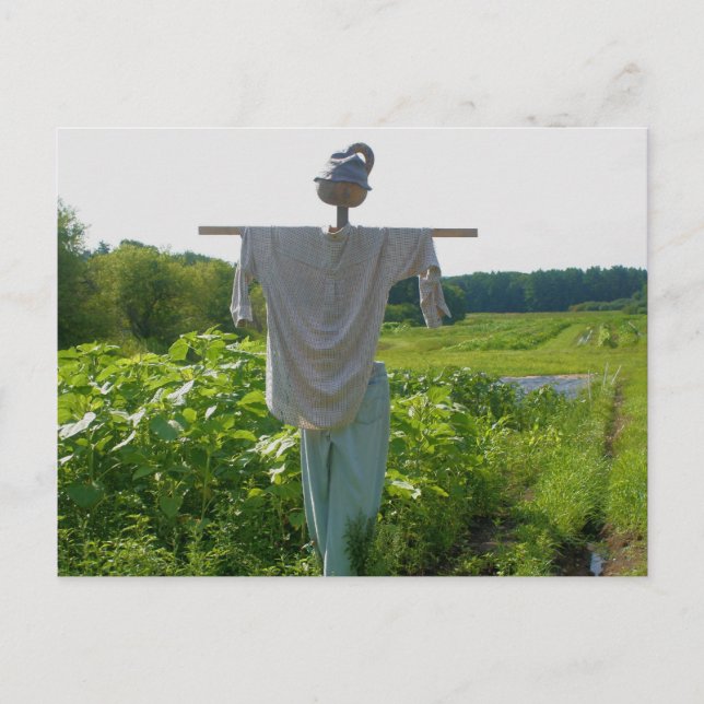 Country Garden Scarecrow Nature Postcard (Front)