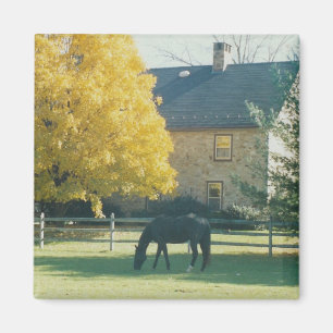 Country Horse - magnet