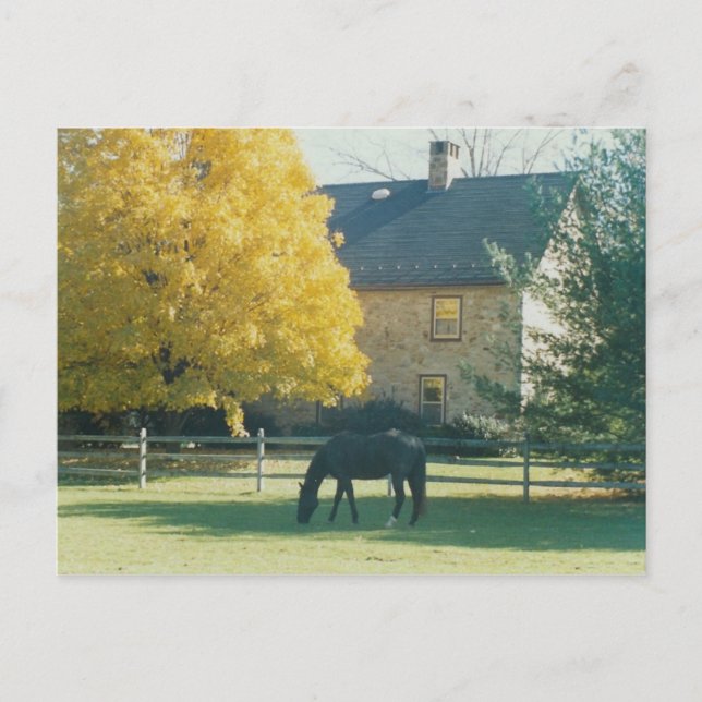 Country Horse - postcard (Front)