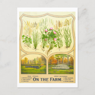 Country Life Farming Vintage Lithograph Postcard