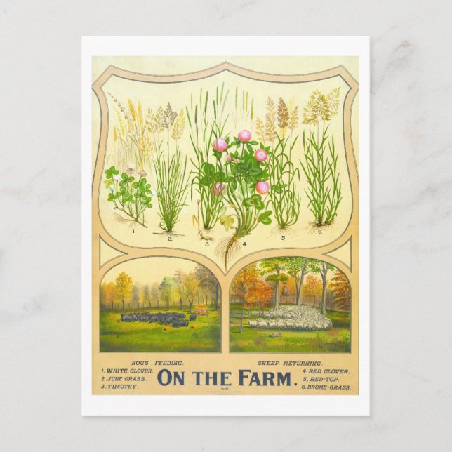 Country Life Farming Vintage Lithograph Postcard (Front)