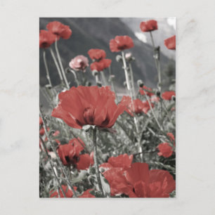 country nature landscape red poppy flower postcard