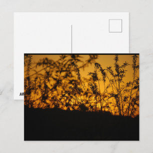 Country Orange Sunset Silhouette Postcard