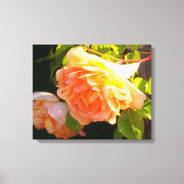 Country Peach Roses Canvas Print (Front)