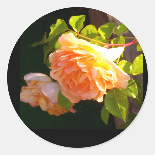 Country Peach Roses Classic Round Sticker (Front)