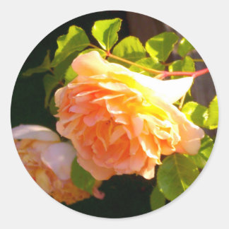 Country Peach Roses Classic Round Sticker