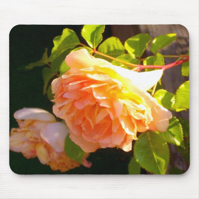 Country Peach Roses Mouse Mat (Front)