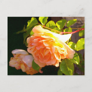 Country Peach Roses Postcard