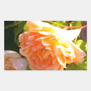 Country Peach Roses Rectangular Sticker