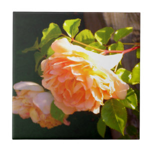 Country Peach Roses Tile