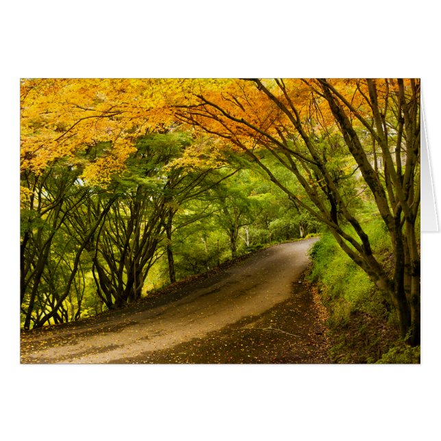 Country Road in the Fall (Front Horizontal)