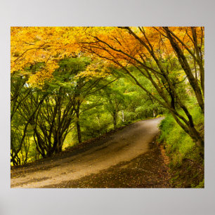 Country Road in the Fall Poster