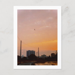 country road sunset Spring Postcard