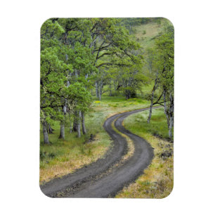 Country road through trees, Oregon Magnet