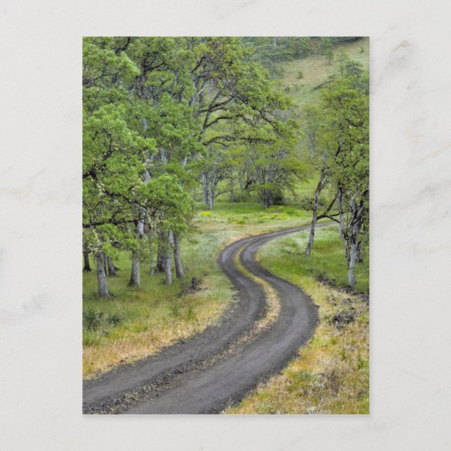 Country road through trees, Oregon Postcard (Front)
