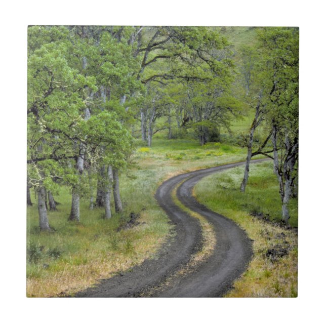 Country road through trees, Oregon Tile (Front)