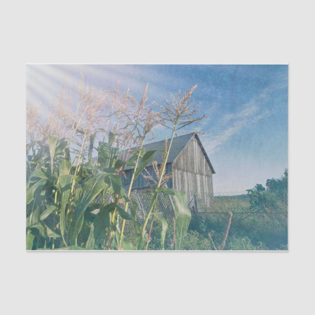 Country Rustic Barn Blue Sky Sun Rays Tissue Paper (Front)