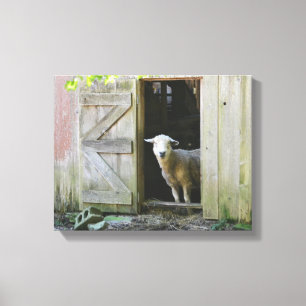 Country Sheep Canvas Print