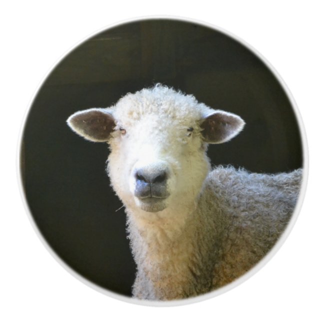 Country Sheep Ceramic Knob (Front)
