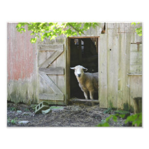 Country Sheep Photo Print