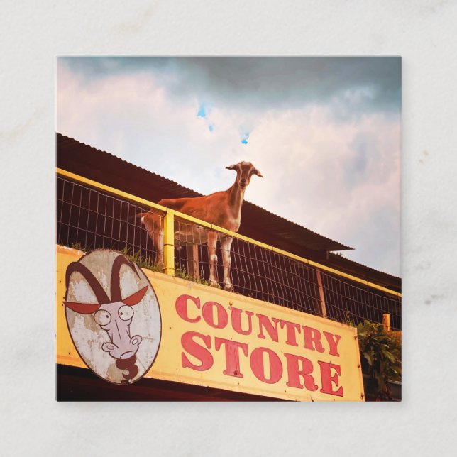 country store goat on the roof square business card (Front)