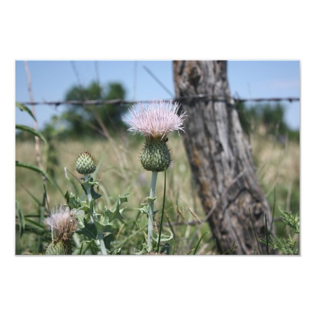 Country Thistle Photo Print (Front)