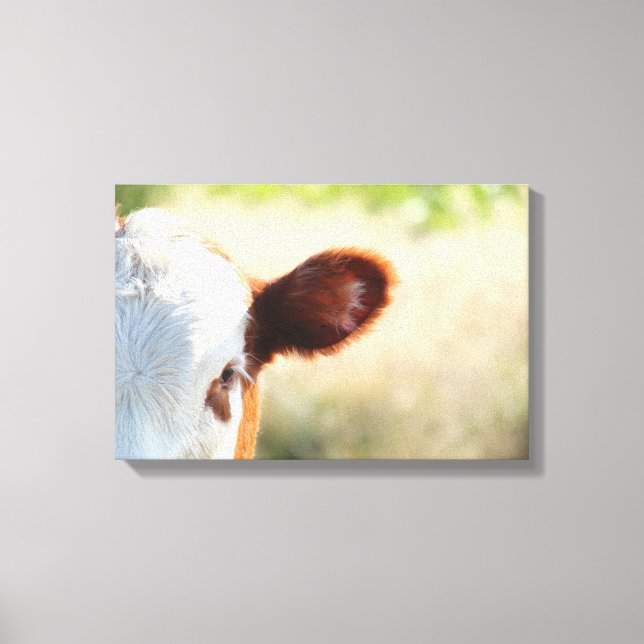 Country White And Brown Cow In Green Meadow Canvas Print (Front)