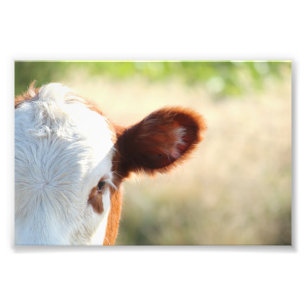 Country White And Brown Cow In Green Meadow Photo Print