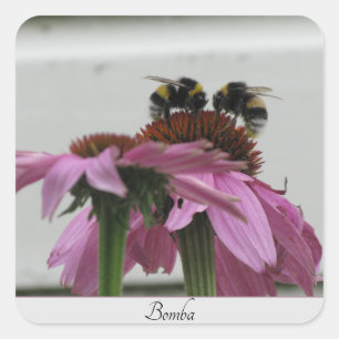 couple of bumblebees on coneflower square sticker