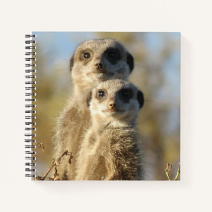 Couple of Meerkats Cute Photo Notebook