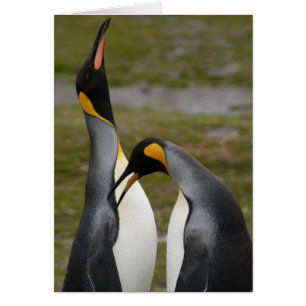 Courting King Penguins