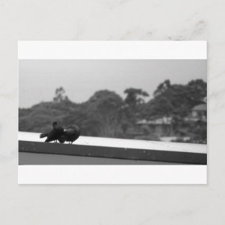 Courting Pigeons Postcard