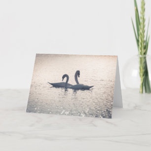 Courting Swans Card