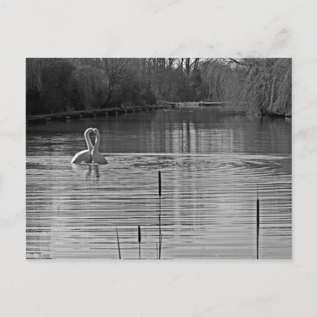 Courting Swans in Black and White Postcard (Front)