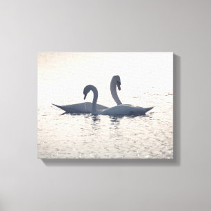 Courting Swans Nature Photo Canvas Print