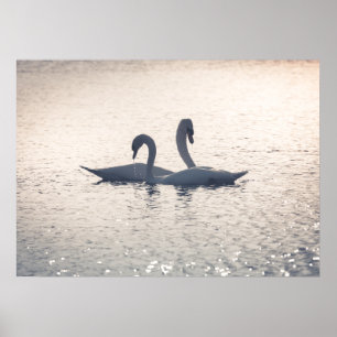 Courting Swans Poster