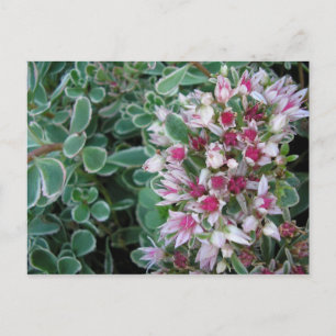 Couvre-sol rose postcard