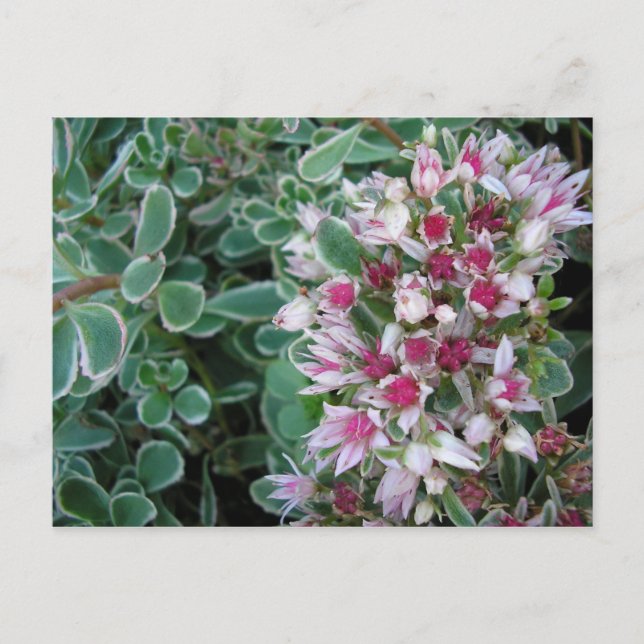 Couvre-sol rose postcard (Front)