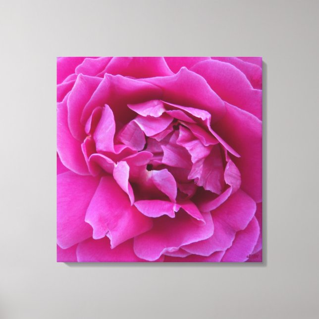 Coveted Rose Stretched Canvas Print (Front)