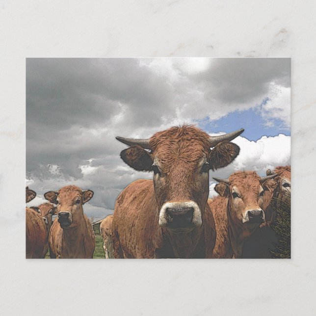 cow15 postcard (Front)
