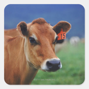 cow 2 square sticker