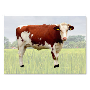 Cow ABA Tact Labelling Flashcard   Picture Card