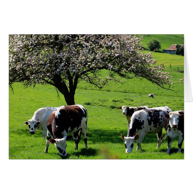 Cow among blooming apple trees in Normandy (Front Horizontal)