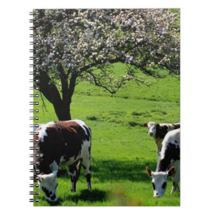 Cow among blooming apple trees in Normandy Notebook