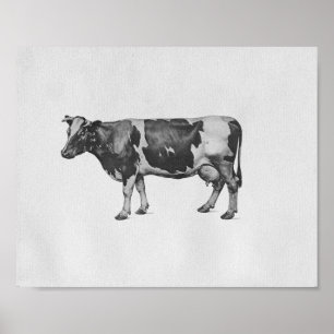 Cow Anatomy Vintage Print